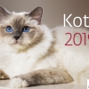 Kal 2019 Biurkowy Koty